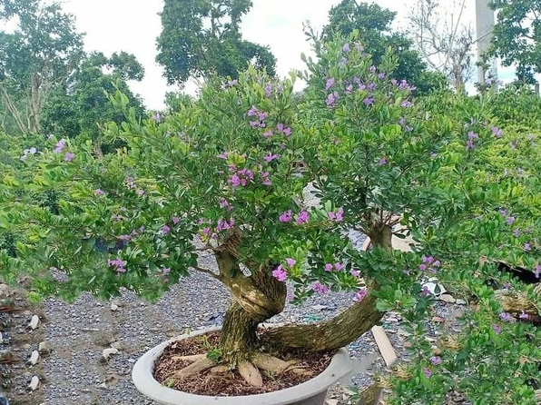 Cây Linh Sam lâu năm mang dáng vẻ cổ kính với thân già và thần thái trầm mặc