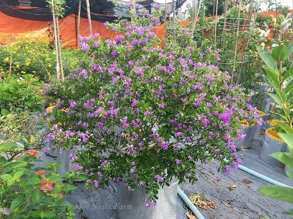 Cây Linh Sam ra hoa rợp màu hồng từ gốc tới ngọn trong chậu cảnh sân vườn