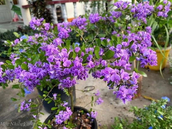 Cây Linh Sam siêu bông tím hồng với dáng chậu gọn gàng và tán hoa phủ đều quanh thân