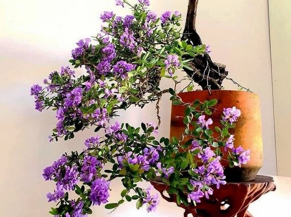 Cây Linh Sam tạo dáng bonsai với thân dẻo cành mềm và hoa nở sai đầy nghệ thuật