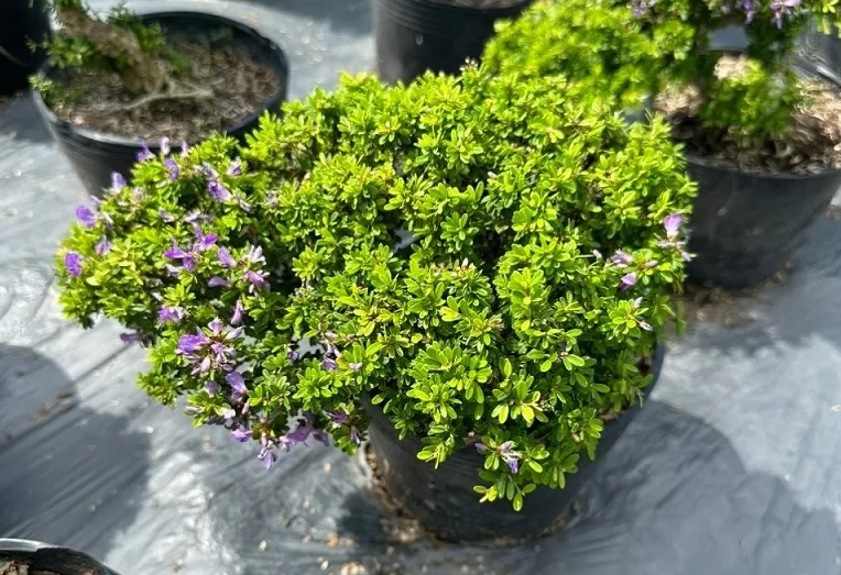 Cây Linh Sam trong đời sống vừa là cây trang trí vừa là điểm nhấn tinh thần cho không gian xanh