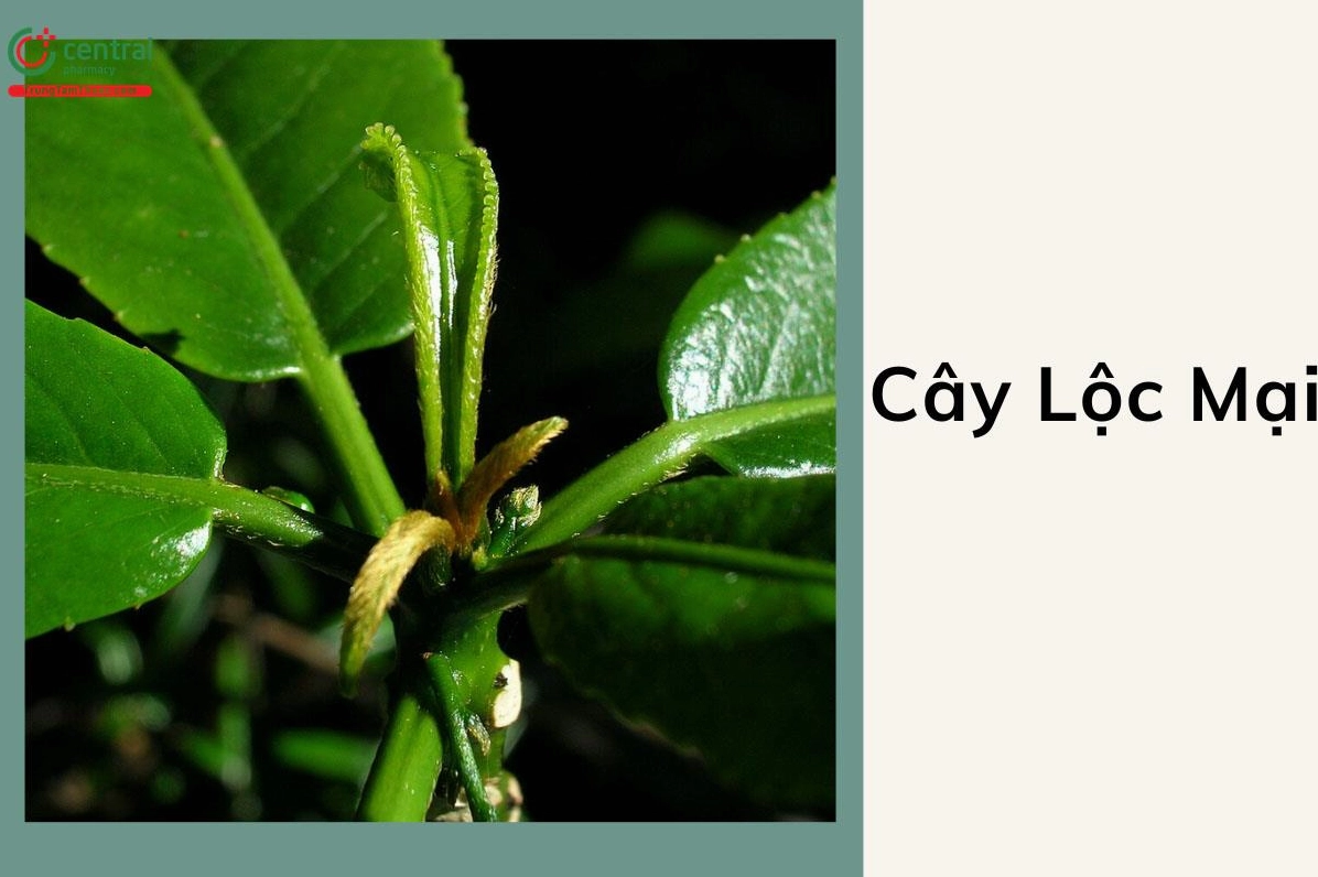 Cây lộc mại Claoxylon hainanense Pax et Hoffm. hiện lên với tán lá xanh và dáng thân tự nhiên