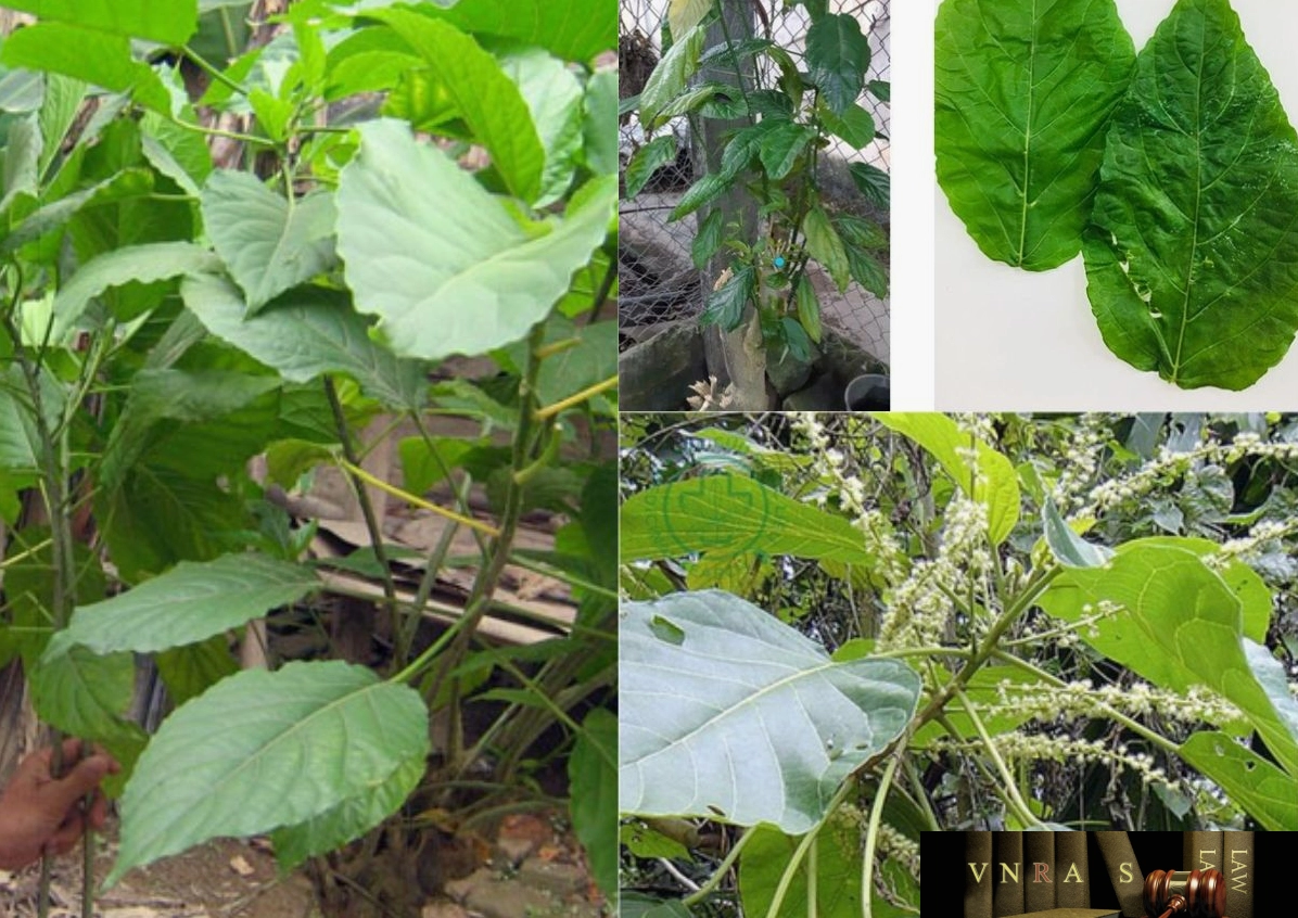 Cây Lộc Mại được ghi lại ở góc nhìn thực vật với thân lá rõ nét và màu xanh dịu