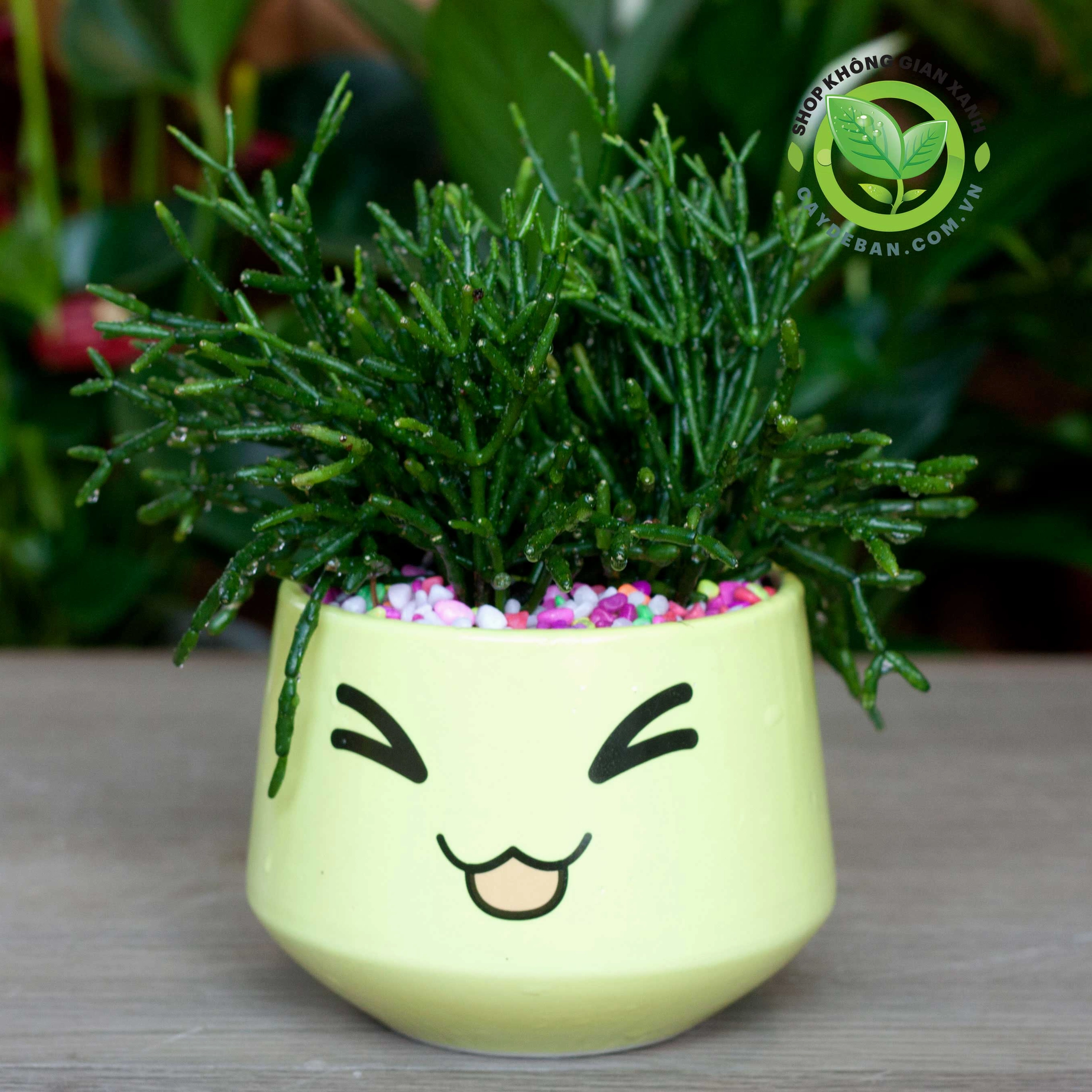 Cây Lộc Nhung trong chậu nhỏ với dáng mọng nước xanh tươi nhìn từ phía trước