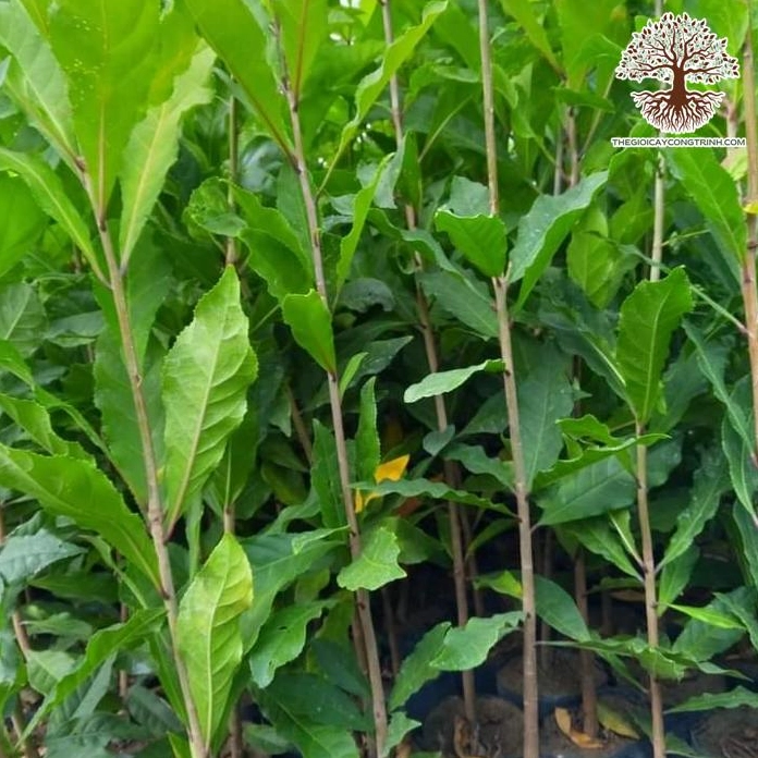 Cây Lộc Vừng giống khỏe mạnh với dáng cây gọn gàng và bộ lá xanh non đầy sức sống
