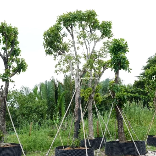 Cây Lộc Vừng lớn cao khoảng 4 mét, thân chắc, tán tròn gọn phù hợp sân vườn và công trình