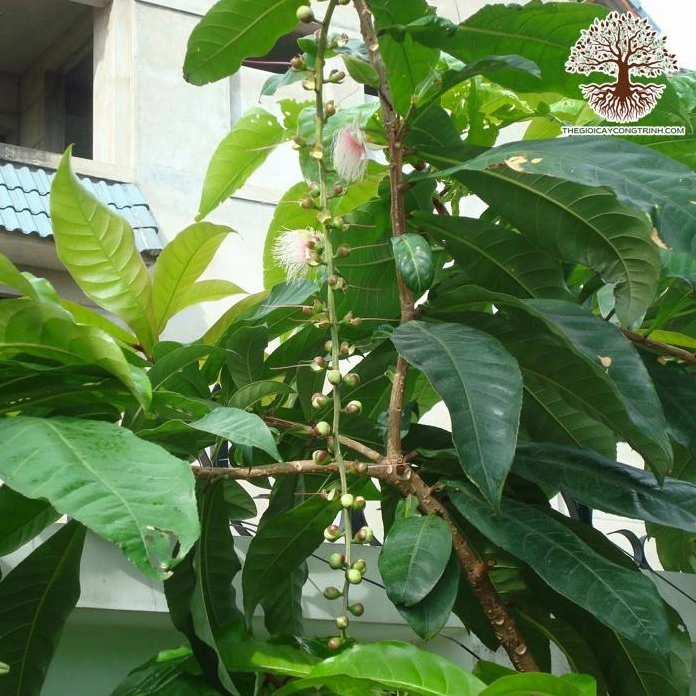 Cây Lộc Vừng phát triển cân đối với tán lá dày và đường nét tự nhiên hài hòa