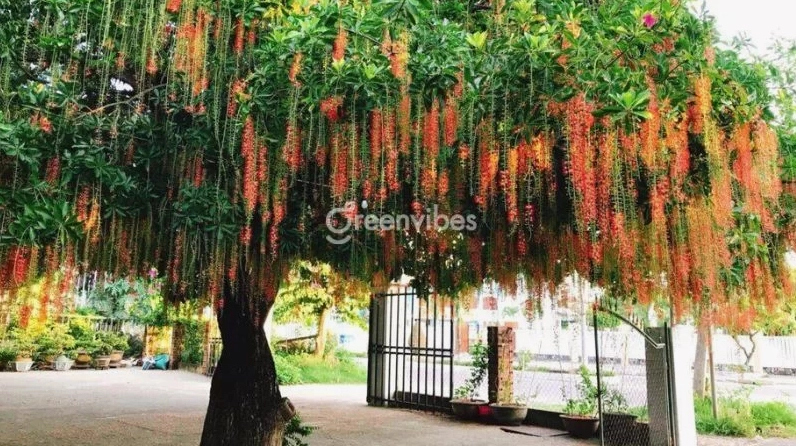 Cây Lộc Vừng xanh tốt với tán lá dày, dáng cây cân đối nổi bật trong không gian sân vườn