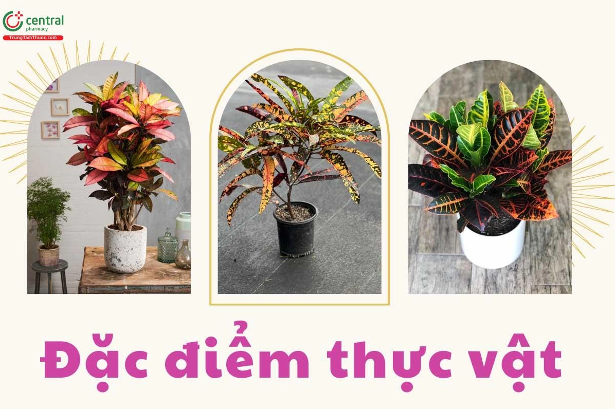 Cây Lốm Đốm Vàng thường được trồng làm cảnh với sắc lá rực rỡ nổi bật trong khuôn viên