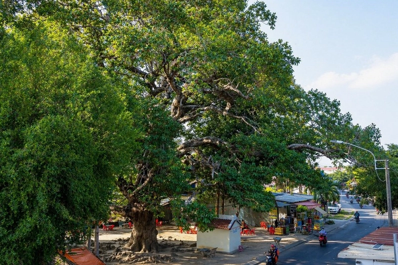 Cây lớn giữa thiên nhiên với thân thế vững chãi gợi cảm hứng về giá trị sinh thái và bóng mát của cây xanh