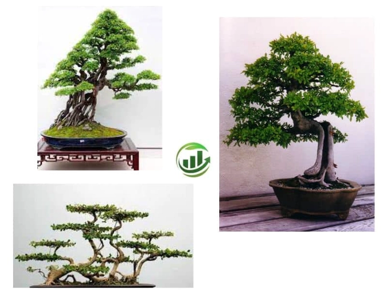 Cây lồng mức bonsai đẹp với bộ tán dày, lá xanh mướt và thế cây cân đối trong chậu cảnh