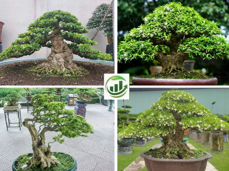 Cây lồng mức trong nghệ thuật chơi bonsai với tán lá nhỏ, thân mộc mạc và bố cục hài hòa