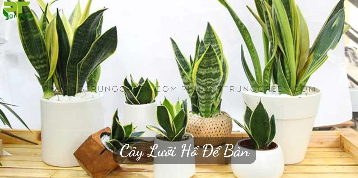 Cây Lưỡi Hổ Để Bàn với lá xanh vươn thẳng trong chậu nhỏ gọn gợi cảm giác sạch sẽ và hiện đại