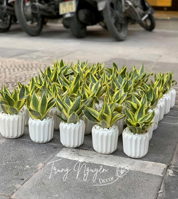 Cây Lưỡi Hổ lùn có lá dựng mạnh mẽ tạo đối lập với dáng Lan Ý mềm mại