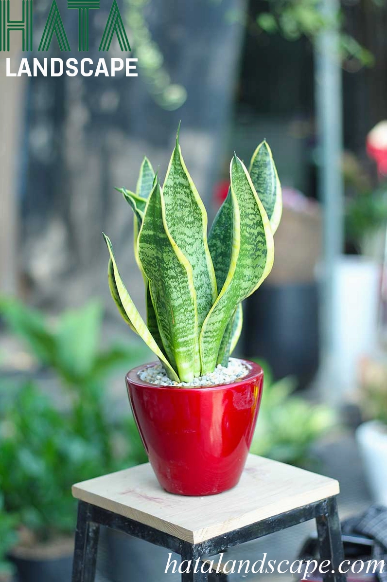Cây Lưỡi Hổ trong chậu sơn tròn bầu đỏ nổi bật với sắc lá xanh vàng rực rỡ