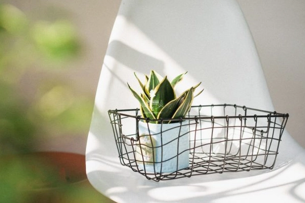 Cây lưỡi hổ trồng không đất trong bố cục hiện đại với dáng lá xanh gọn gàng