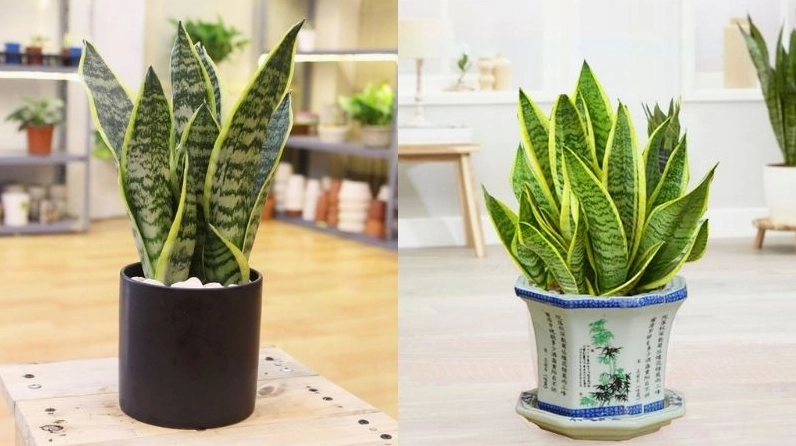 Cây Lưỡi Hổ trong không khí Tết với lá xanh khỏe và vẻ đẹp trang trí rực rỡ