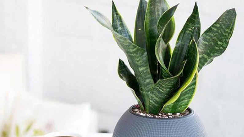 Cây Lưỡi Hổ xanh tốt với các phiến lá dày mọc thành cụm khỏe mạnh