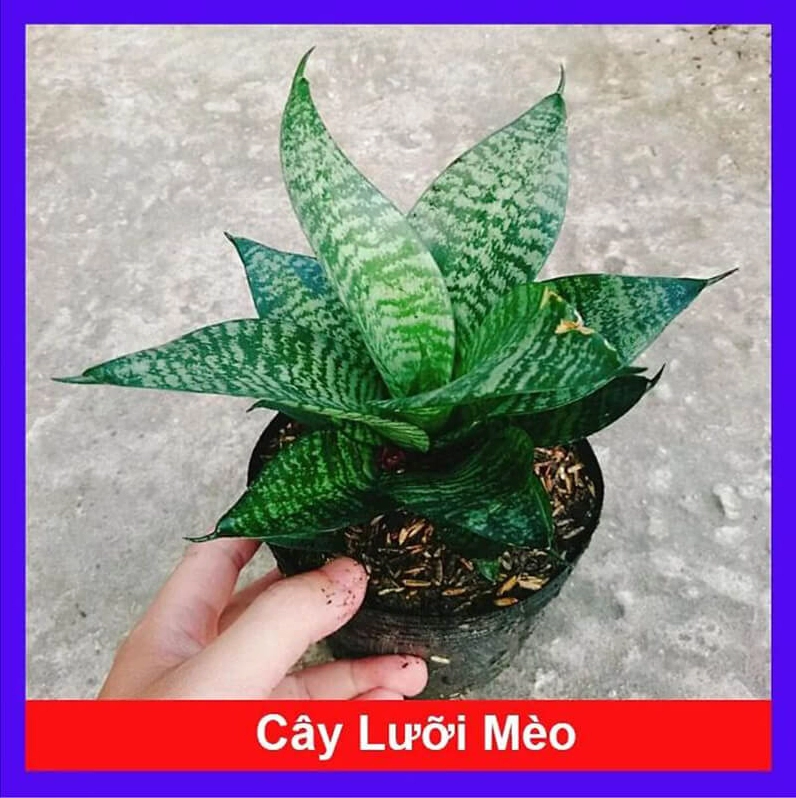 Cây lưỡi mèo được giới thiệu trong nhóm cây có công dụng đặc biệt