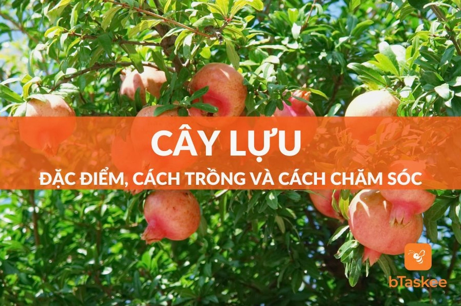 Cây Lựu Cảnh được trồng làm cây trang trí với dáng đẹp và vẻ ngoài tươi tắn, gần gũi