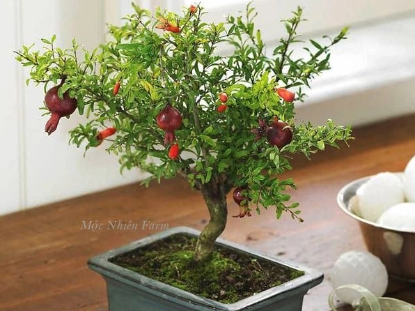 Cây lựu cảnh Nhật Bản dáng bonsai nhẹ nhàng với đường thân uyển chuyển đầy tính nghệ thuật