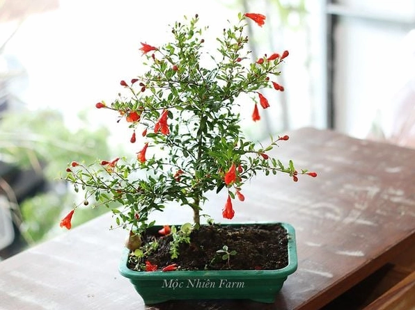 Cây lựu cảnh Nhật Bản dáng cao thanh mảnh đặt trong chậu gốm tạo cảm giác trang nhã