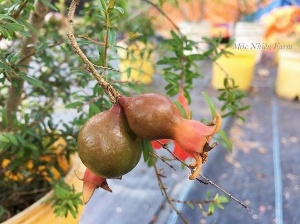 Cây lựu cảnh Nhật Bản được tạo dáng cân đối mang nét đẹp thanh lịch và hiện đại