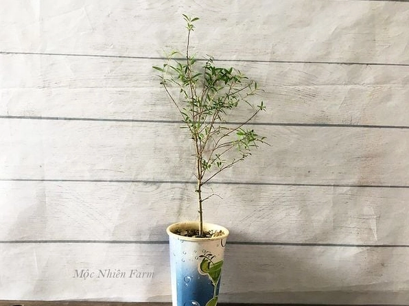 Cây lựu cảnh Nhật Bản nổi bật với tán lá xanh và form cây gọn ghẽ trong chậu trang trí