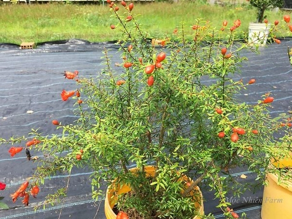 Cây lựu cảnh Nhật Bản tạo dáng đẹp trong chậu giúp không gian trở nên sinh động hơn