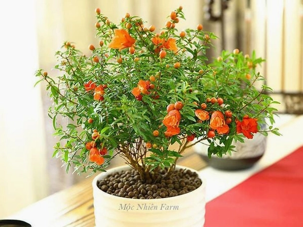 Cây lựu cảnh Nhật Bản với thân gọn và tán lá cân đối nổi bật vẻ đẹp tinh tế