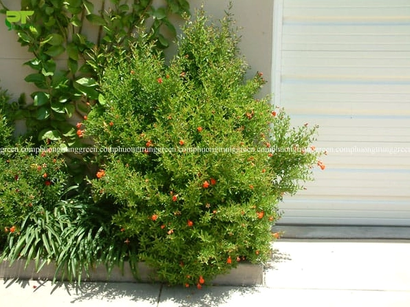 Cây Lựu Cảnh trồng trước nhà với dáng cây gọn đẹp tạo điểm nhấn phong thủy và thẩm mỹ