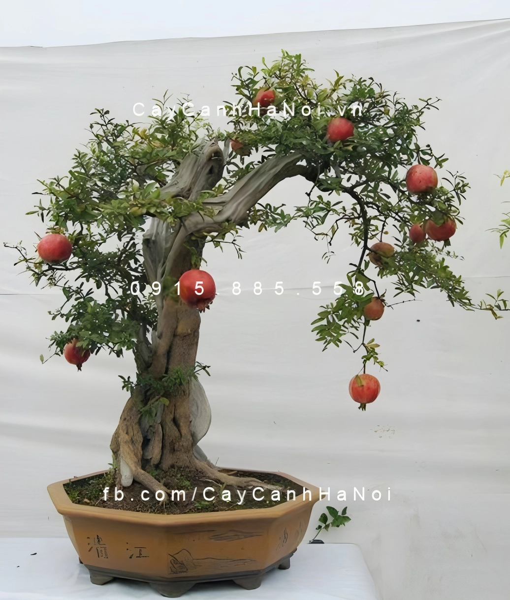 Cây lựu giống có sẵn giúp người trồng tiết kiệm thời gian chăm sóc ban đầu và sớm có cây đẹp