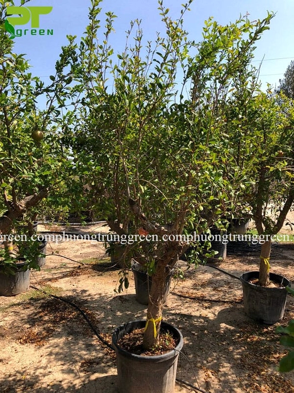 Cây lựu lâu năm với thân cứng cáp thể hiện sức sống bền bỉ và khả năng đồng hành dài lâu