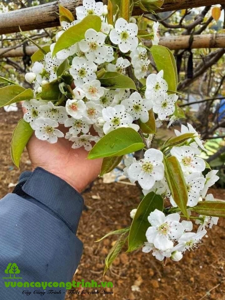 Cây mác cọp có thân cành mộc và màu lá xanh đậm