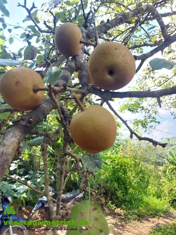 Cây mác cọp xanh tốt với tán lá tự nhiên và dáng cây khỏe