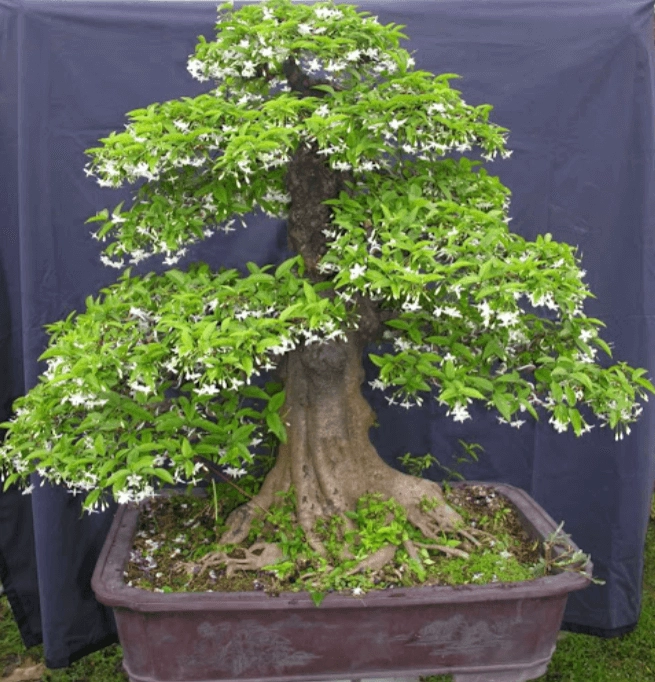 Cây Mai Chiếu Thủy bonsai đẹp với tán tròn hài hòa, thân nổi gân và dáng thế mềm mà chắc