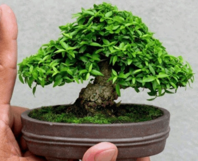 Cây mai chiếu thủy lá kim với dáng bonsai mini, tán lá mảnh và hình khối gọn ghẽ