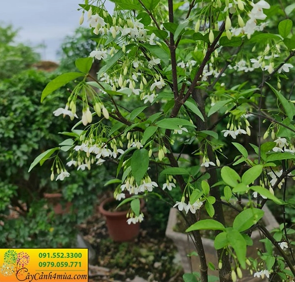 Cây mai chiếu thủy làm nền cảnh quan thanh thoát khi kết hợp với sắc tím Cây Hồng Phúc