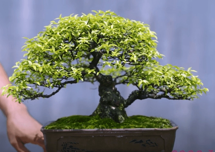 Cây Mai Chiếu Thủy trong giai đoạn chăm sóc ra hoa với lá xanh dày và tán cây được chỉnh tỉa gọn