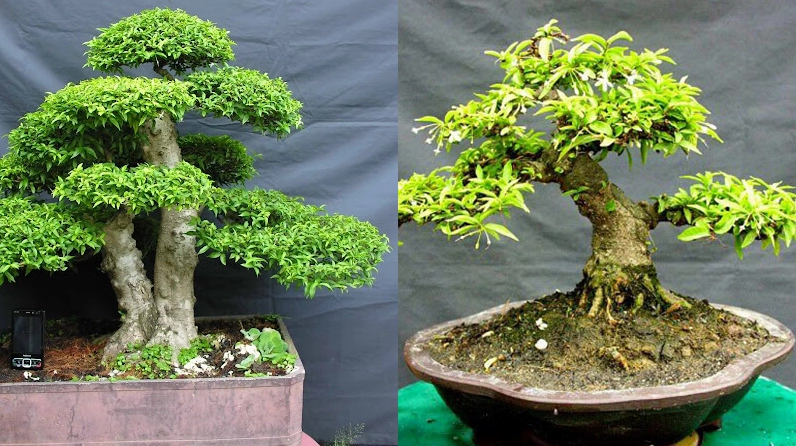 Cây Mai Chiếu Thủy với tán lá gọn, thân uốn mềm mại, nổi bật vẻ đẹp dễ tạo dáng bonsai trong không gian xanh