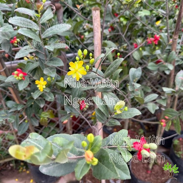 Cây Mai Tứ Quý dáng chậu đẹp với lá xanh đều và cành phát triển hài hòa