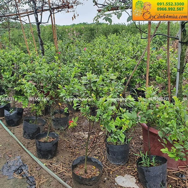 Cây Mai Tứ Quý được trưng bày trong không gian đô thị với dáng cây bắt mắt