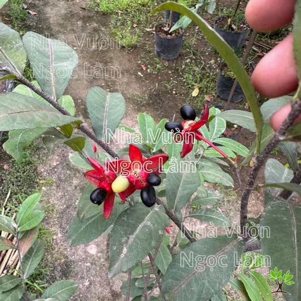 Cây Mai Tứ Quý nổi bật trong chậu với thân chắc và tán cân đối