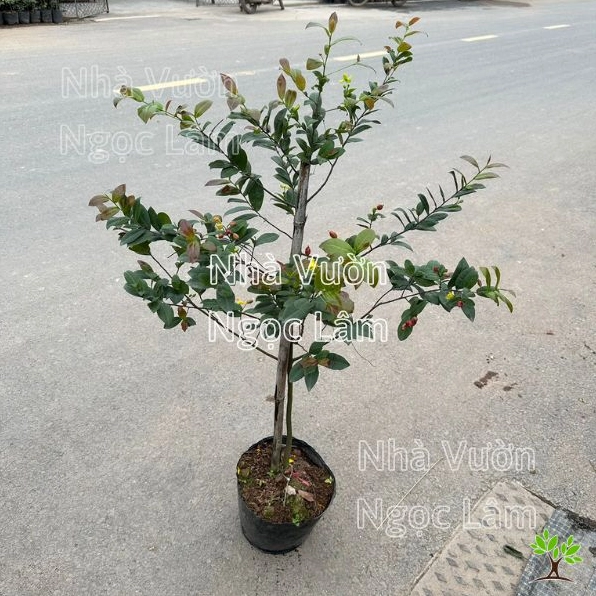 Cây Mai Tứ Quý trồng chậu nhỏ gọn với tán lá tươi và dáng cây dễ trưng bày