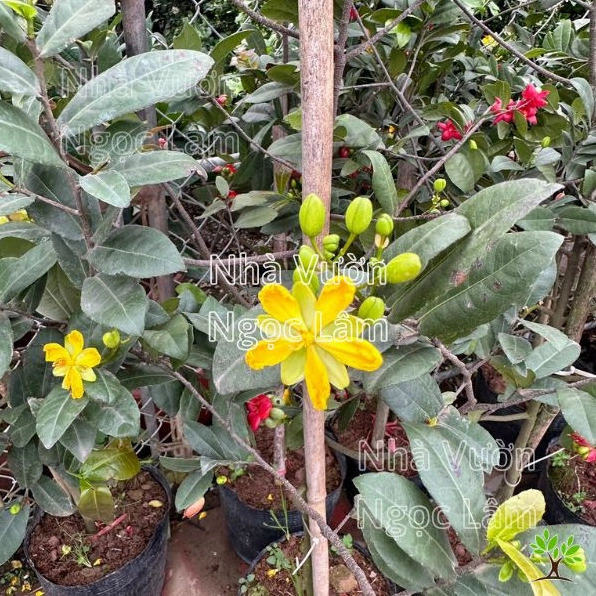 Cây Mai Tứ Quý trong chậu với cành lá xòe tự nhiên và tổng thể xanh mướt