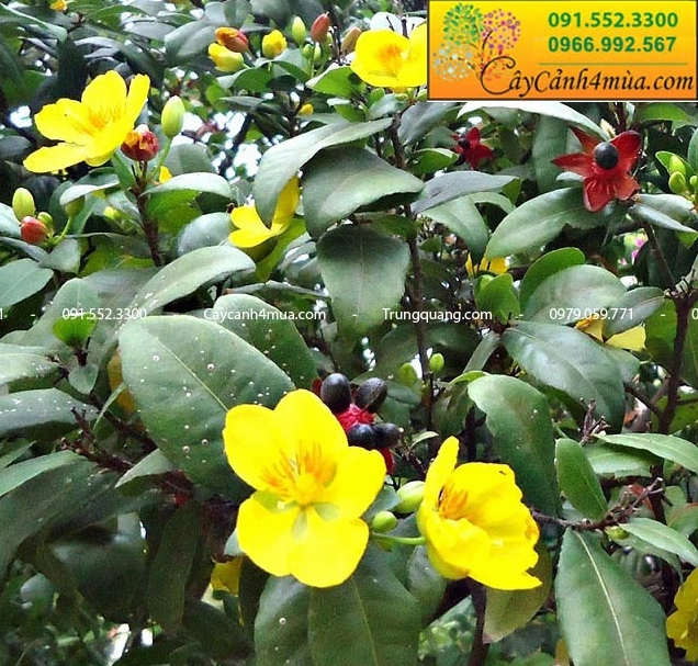 Cây Mai Tứ Quý trong giai đoạn cho hoa với vẻ ngoài tươi tắn và đầy sức sống