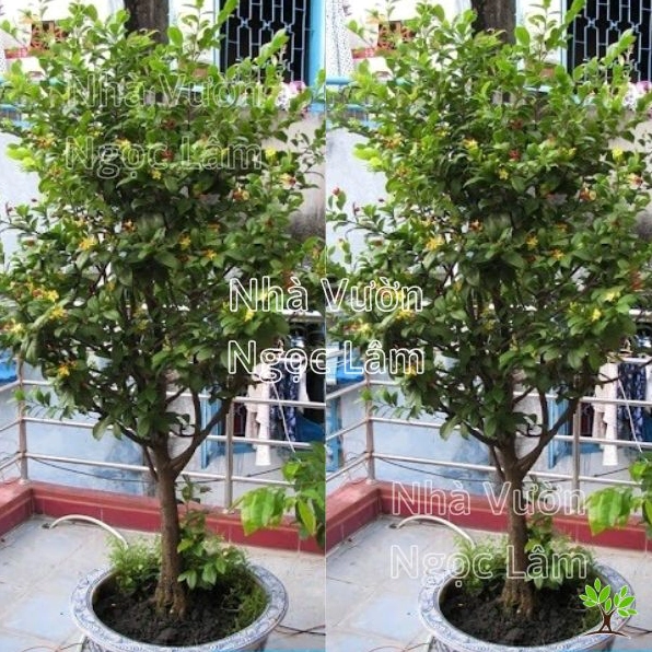 Cây Mai Tứ Quý với thân cành phân nhánh rõ và dáng cây khỏe khoắn trong chậu