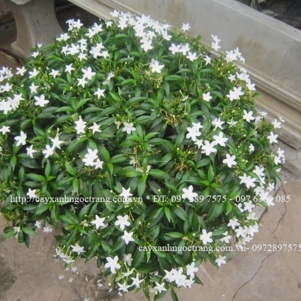 Cây mai vạn phúc hoa trắng nhỏ dùng làm ảnh tham khảo bố cục cây cảnh sân vườn