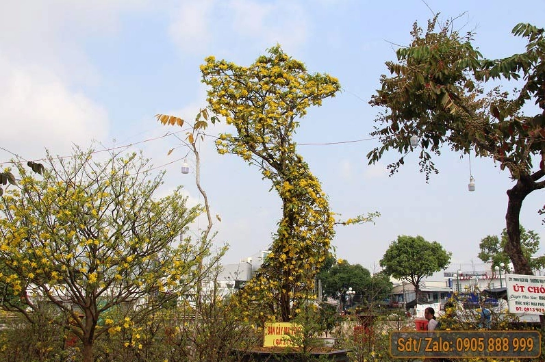 Cây Mai Vàng khủng nhất Việt Nam khoe thế cây lớn và bộ tán vàng óng rực rỡ