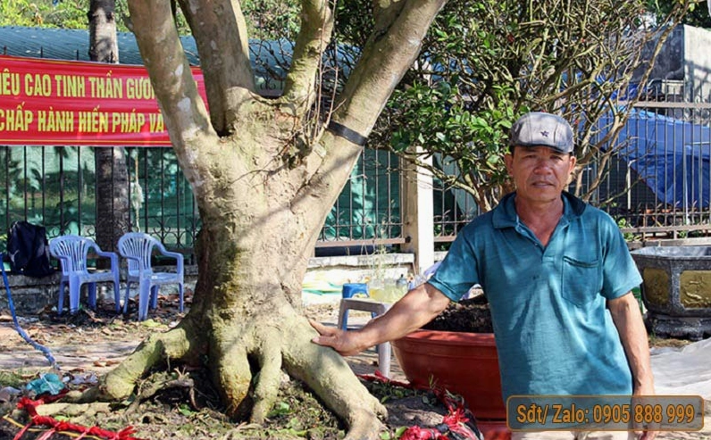 Cây Mai Vàng khủng nhất Việt Nam trong góc chụp rộng khoe rõ cấu trúc thân tán đồ sộ